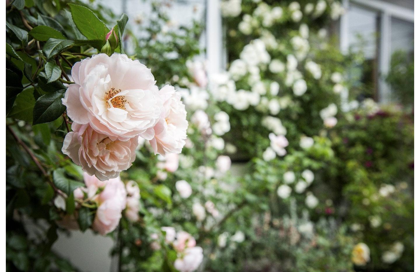 この家に暮らし始めた翌年にバラを植え始め、10年前から本格的に育てているそう。おじゃましたのは7月上旬。咲き誇る姿も香りも見事でした。